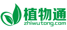 植物通